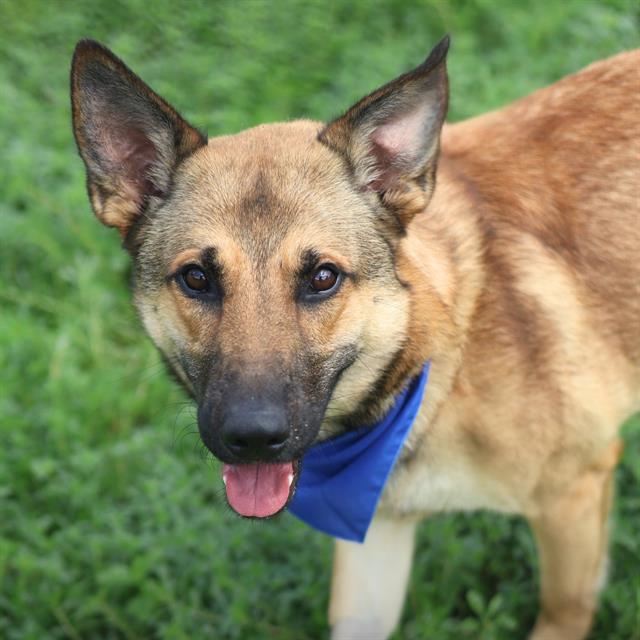 Shelter Stray Male Dog last seen Near BLOCK NW 19TH ST, San Antonio, TX 78227