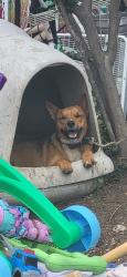 Shelter Stray Male Dog last seen SAN PABLO PLACE, San Antonio, TX 78227