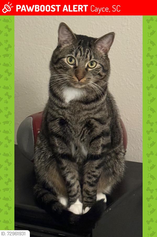 Lost Male Cat last seen Cayce Cove apmt Complex, Cayce, SC 29033