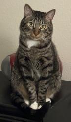 Lost Male Cat last seen Cayce Cove apmt Complex, Cayce, SC 29033