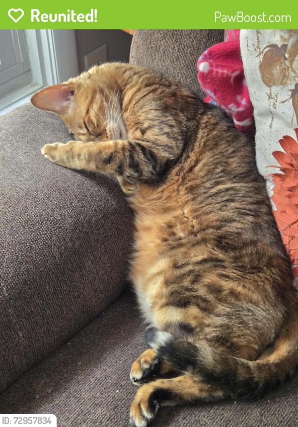 Reunited Male Cat last seen Near house on ledgewood ln, Avon, IN 46123