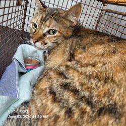 Shelter Stray Female Cat last seen Near BLOCK CLIFFORD COURT, San Antonio, TX 78227