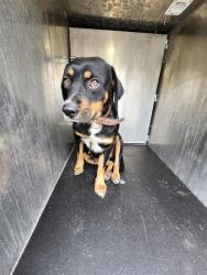Shelter Stray Female Dog last seen Near BLOCK N NAVIIDAD, San Antonio, TX 78227