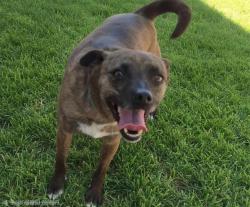 Shelter Stray Female Dog last seen Near BLOCK LOS VOLCANES NW, Albuquerque, NM 87121