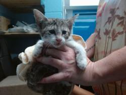 Shelter Stray Female Cat last seen Near BLOCK ESTANCIA NW, Albuquerque, NM 87121