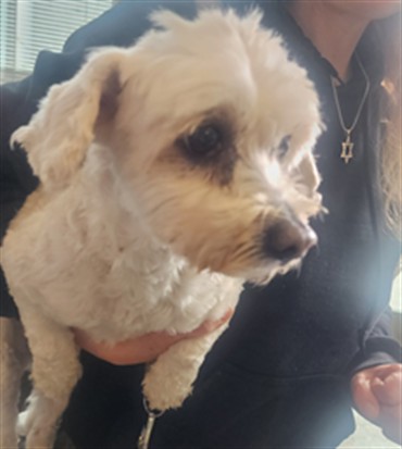 Shelter Stray Female Dog last seen , Los Angeles, CA 90025