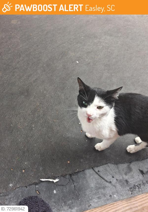 Found/Stray Female Cat last seen Near Sunoco in Dacusville , Easley, SC 29640