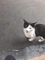 Found/Stray Female Cat last seen Near Sunoco in Dacusville , Easley, SC 29640