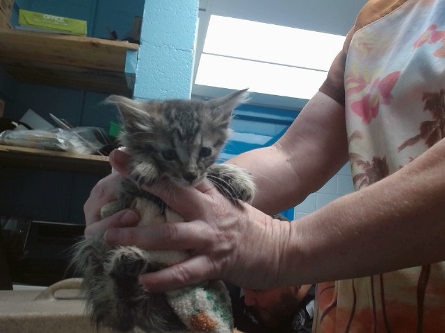 Shelter Stray Female Cat last seen Near BLOCK ESTANCIA NW, Albuquerque, NM 87121