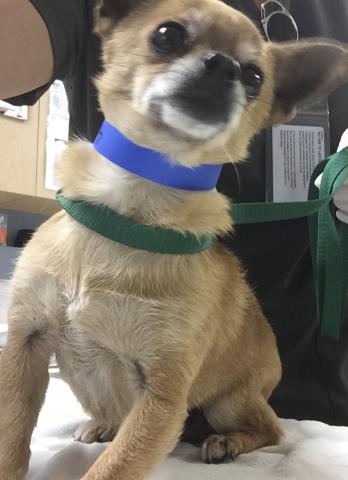 Shelter Stray Male Dog last seen CRESTMORE X CAPARY, Jurupa Valley, CA 92509