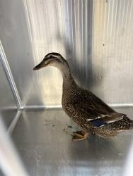 Shelter Stray Unknown Bird last seen AIRPORT RD, SHELBY, Shelby, NC 28150