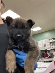 Shelter Stray Female Dog last seen OAK/MENLO, San Jacinto, CA 92582