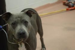 Shelter Stray Female Dog last seen Near BLOCK DAHLIA, Columbia, SC 29209