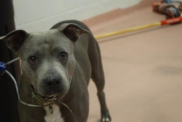 Shelter Stray Female Dog last seen Near BLOCK DAHLIA, Columbia, SC 29209