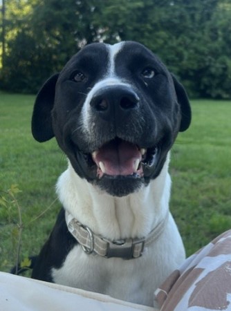 Shelter Stray Male Dog last seen CHARLOTTE, 8315 Byrum Dr, Charlotte, NC 28217, USA