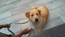 Shelter Stray Male Dog last seen CHARLOTTE, Charlotte, NC 28217