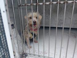 Shelter Stray Female Dog last seen Near BLOCK NW 33 AV, COCONUT CREEK FL 33073, Davie, FL 33312