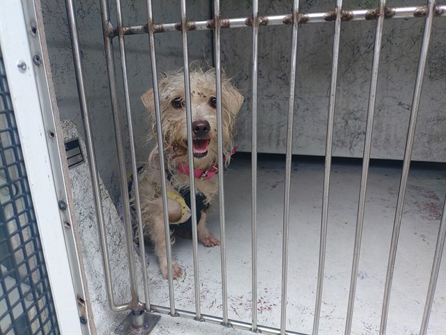 Shelter Stray Female Dog last seen Near BLOCK NW 33 AV, COCONUT CREEK FL 33073, Davie, FL 33312