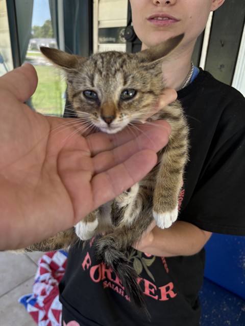 Shelter Stray Female Cat last seen SEVENTH AVE SW, Huntsville, AL 35805