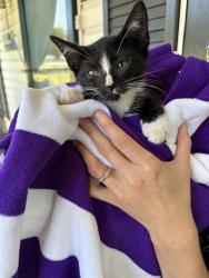 Shelter Stray Female Cat last seen SEVENTH AVE SW, Huntsville, AL 35805