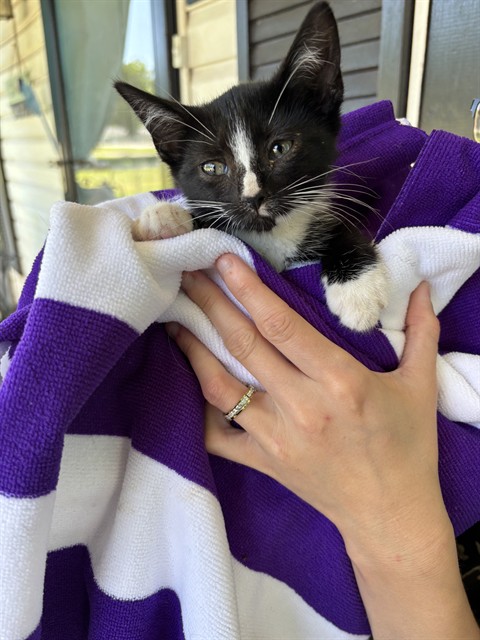 Shelter Stray Female Cat last seen SEVENTH AVE SW, Huntsville, AL 35805