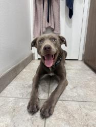 Reunited Male Dog last seen Near N San Pablo Ave, Fresno, CA 93711, USA, Fresno, CA 93711