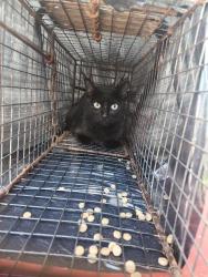 Shelter Stray Unknown Cat last seen Near BLOCK OF CLOPTON, Huntsville, AL 35805