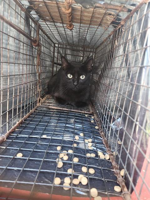 Shelter Stray Unknown Cat last seen Near BLOCK OF CLOPTON, Huntsville, AL 35805
