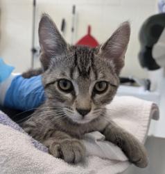 Shelter Stray Male Cat last seen Near BLOCK BRIGHTON RD, Brighton, CO 80601