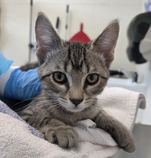 Shelter Stray Male Cat last seen Near BLOCK BRIGHTON RD, Brighton, CO 80601