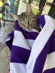 Shelter Stray Male Cat last seen SEVENTH AVE SW, Huntsville, AL 35805