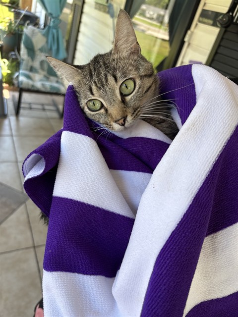 Shelter Stray Male Cat last seen SEVENTH AVE SW, Huntsville, AL 35805