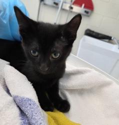 Shelter Stray Male Cat last seen Near BLOCK BRIGHTON RD, Brighton, CO 80601