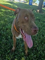Shelter Stray Male Dog last seen LEAMONT, Olivette, MO 63132
