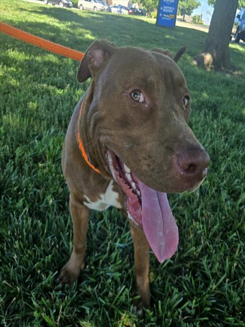 Shelter Stray Male Dog last seen LEAMONT, Olivette, MO 63132