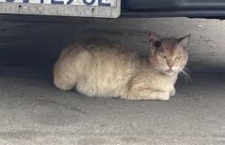 Shelter Stray Male Cat last seen Near BLK OLIVE AVE LONG BEACH CA 90805, Long Beach, CA 90815