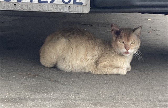 Shelter Stray Male Cat last seen Near BLK OLIVE AVE LONG BEACH CA 90805, Long Beach, CA 90815