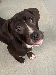 Shelter Stray Male Dog last seen , Fayetteville, NC 28306