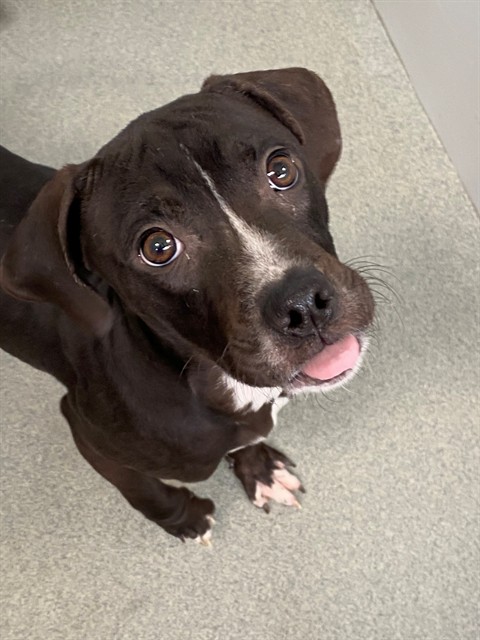 Shelter Stray Male Dog last seen , Fayetteville, NC 28306