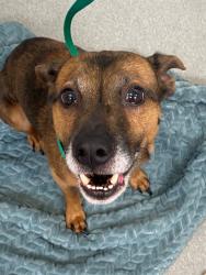 Shelter Stray Male Dog last seen Near BLOCK SKIBO RD, FAYETTEVILLE NC 28303, Fayetteville, NC 28306