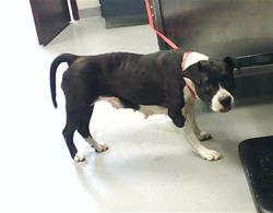 Shelter Stray Female Dog last seen Near BLOCK GLENRIDGE RD, FAYETTEVILLE NC 28304, Fayetteville, NC 28306