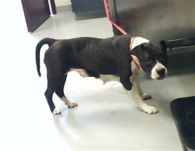 Shelter Stray Female Dog last seen Near BLOCK GLENRIDGE RD, FAYETTEVILLE NC 28304, Fayetteville, NC 28306