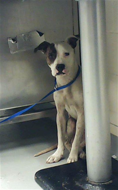 Shelter Stray Female Dog last seen Near BLOCK GLENRIDGE RD, FAYETTEVILLE NC 28304, Fayetteville, NC 28306