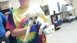 Shelter Stray Male Dog last seen Near LINDFIELD CT, FAYETTEVILLE NC 28314, Fayetteville, NC 28306