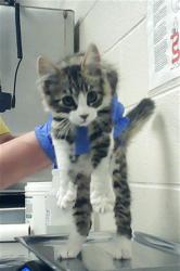 Shelter Stray Male Cat last seen Near BLOCK 301, PARKTON NC 28371, Fayetteville, NC 28306