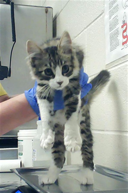 Shelter Stray Male Cat last seen Near BLOCK 301, PARKTON NC 28371, Fayetteville, NC 28306