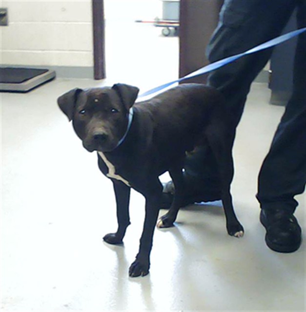 Shelter Stray Male Dog last seen Near BAILEY LAKE RD, FAYETTEVILLE NC 28304, Fayetteville, NC 28306