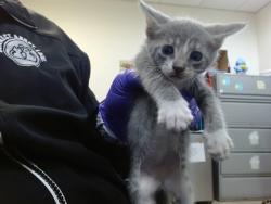 Shelter Stray Male Cat last seen Near BLOCK NW 18 ST, Doral, FL 33122