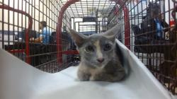 Shelter Stray Female Cat last seen Near BLOCK NW 18 ST, Doral, FL 33122