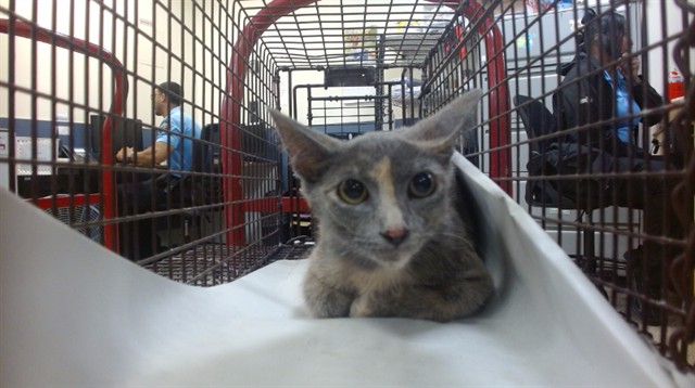 Shelter Stray Female Cat last seen Near BLOCK NW 18 ST, Doral, FL 33122